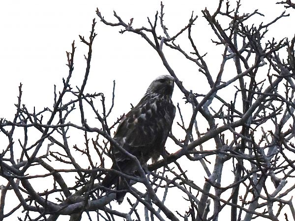 Buse pattue  - Alexander Foki