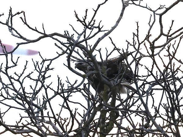 Buse pattue  - Alexander Foki