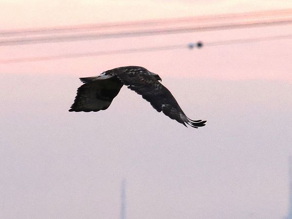 Buse pattue  - Alexander Foki