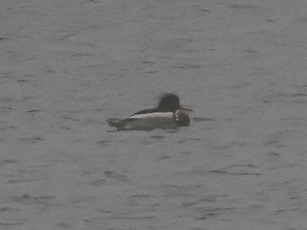 Harle huppé  - Alexander Foki