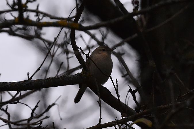 Pouillot de Sibérie  - Florian Bacher