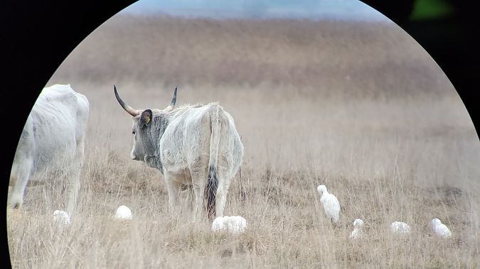 Héron garde-boeufs  - Florian Bacher