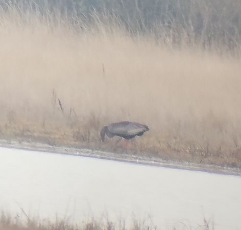 Oiseau indéterminé  - Florian Bacher