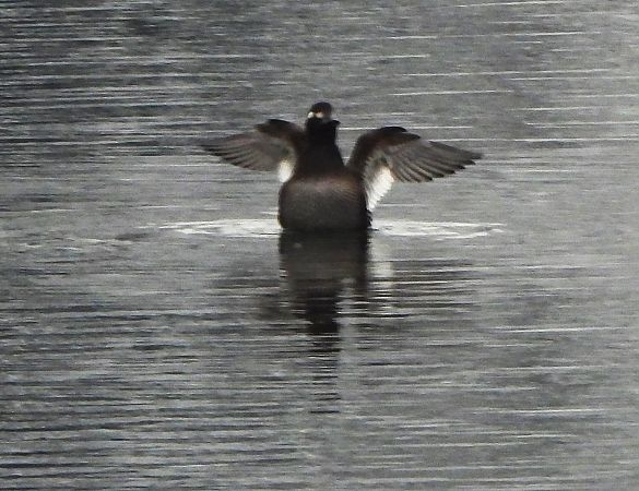 Samtente  - Wolfgang Kautz