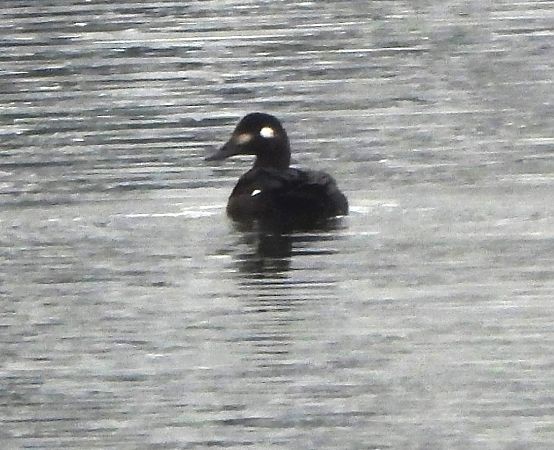 Macreuse brune  - Wolfgang Kautz