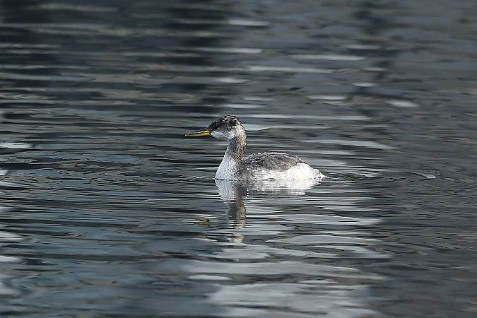 Grèbe jougris  - Rupert Hafner