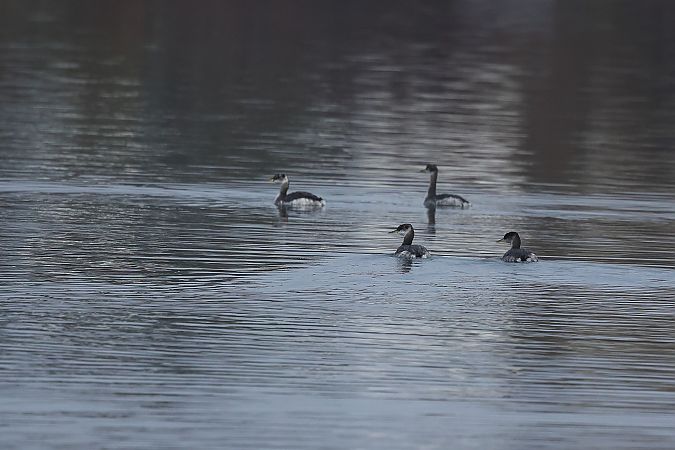Grèbe jougris  - Rupert Hafner
