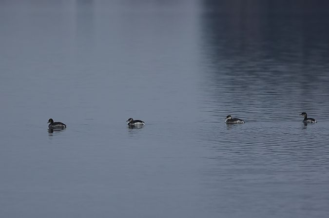 Grèbe jougris  - Rupert Hafner