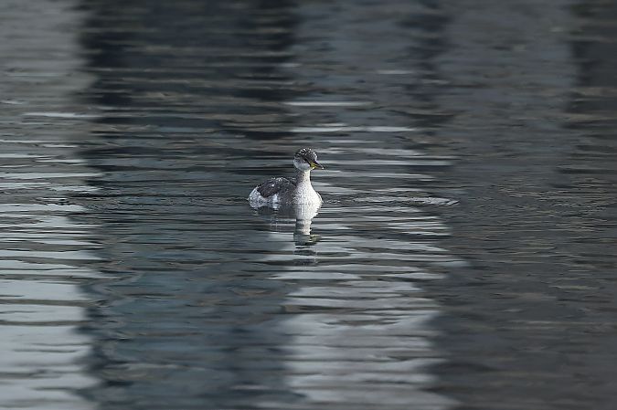 Grèbe jougris  - Rupert Hafner