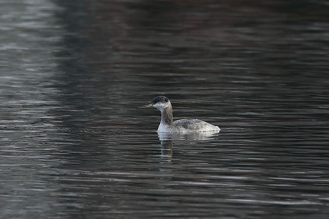 Grèbe jougris  - Rupert Hafner