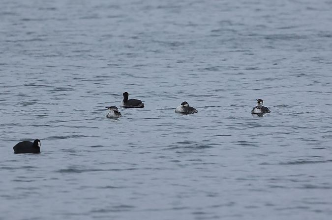 Grèbe jougris  - Rupert Hafner