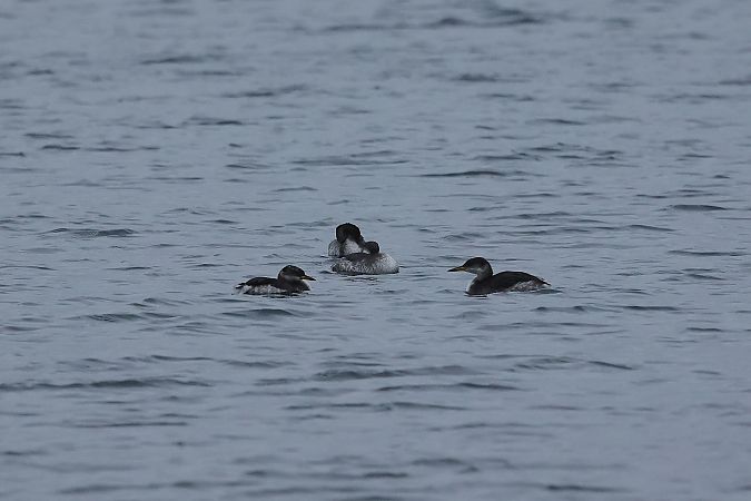 Grèbe jougris  - Rupert Hafner