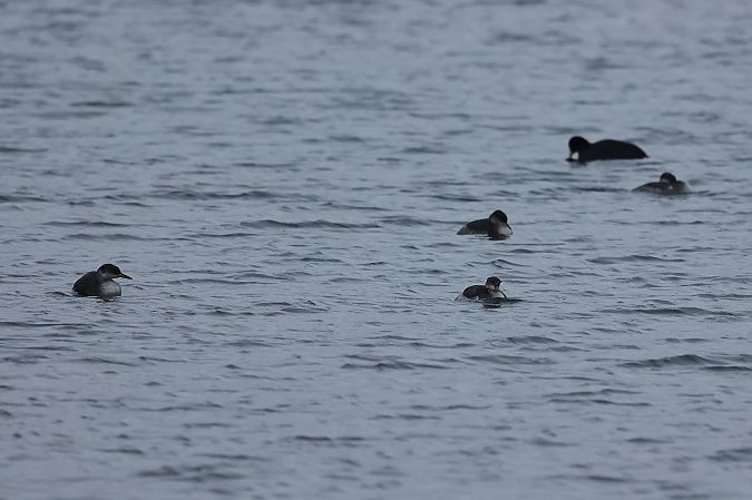 Grèbe jougris  - Rupert Hafner