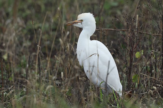 Héron garde-boeufs  - Rupert Hafner
