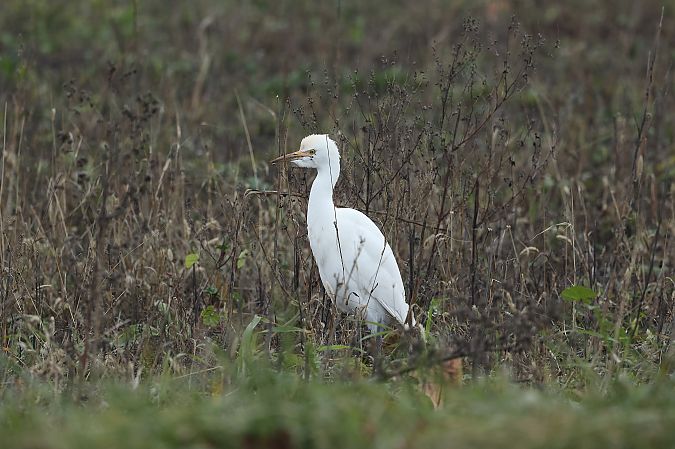 Héron garde-boeufs  - Rupert Hafner
