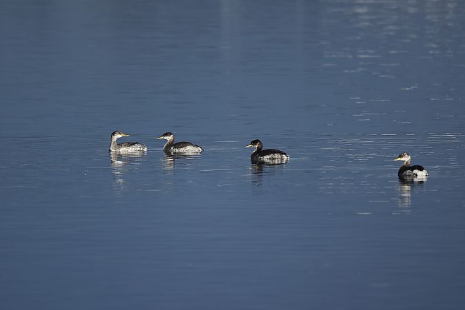 Grèbe jougris  - Rupert Hafner
