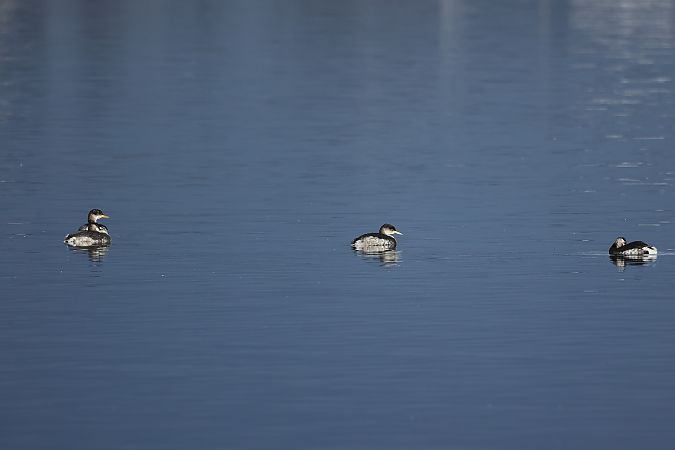 Grèbe jougris  - Rupert Hafner