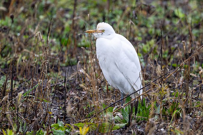 Héron garde-boeufs  - Otto Samwald