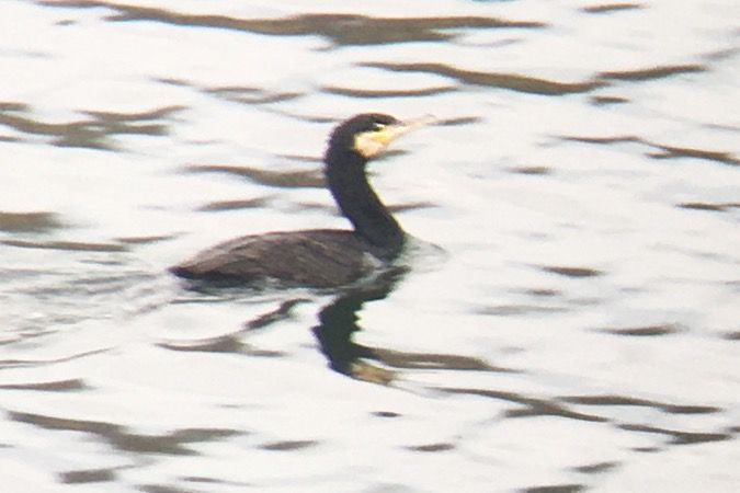 Grand Cormoran (ssp. carbo)  - Georg Proske