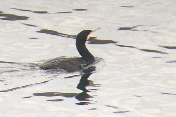 Grand Cormoran (ssp. carbo)  - Georg Proske
