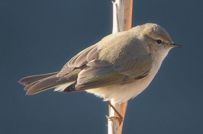 Pouillot de Sibérie  - Thomas Hochebner