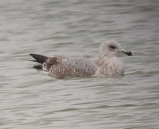 Goéland argenté  - Samuel Schnierer