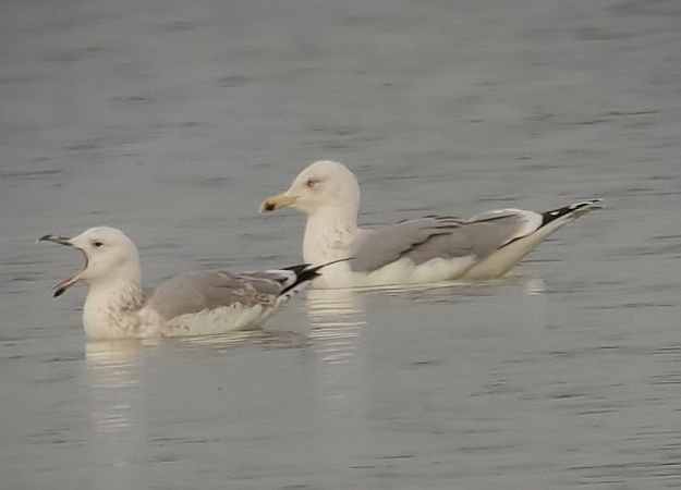 Goéland argenté  - Samuel Schnierer