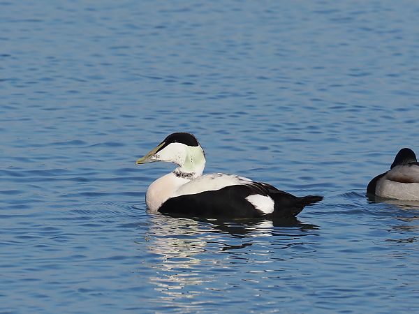 Eider à duvet  - Alec Petri
