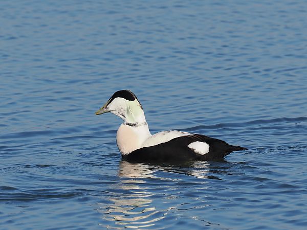 Eider à duvet  - Alec Petri