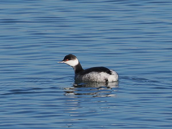Horned Grebe  - Alec Petri