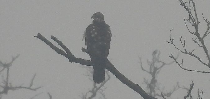 Oiseau indéterminé  - Florian Mayr
