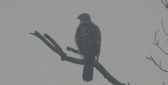 Oiseau indéterminé  - Florian Mayr