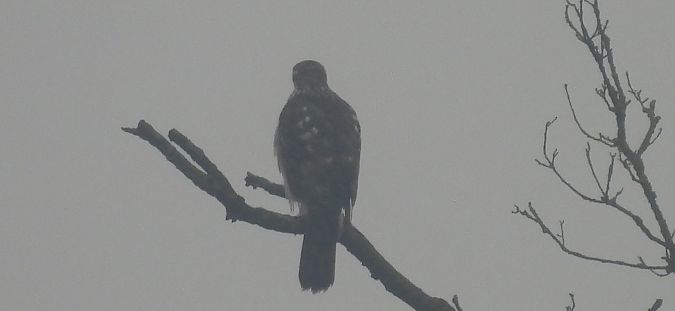 Oiseau indéterminé  - Florian Mayr