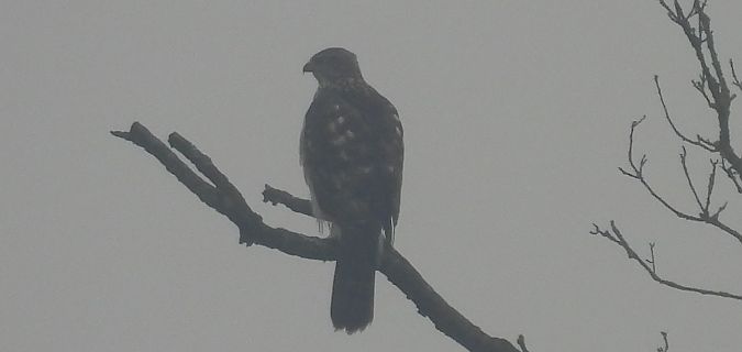 Oiseau indéterminé  - Florian Mayr