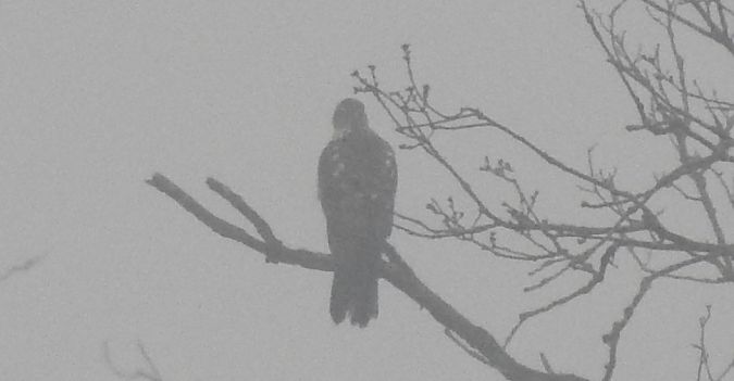 Oiseau indéterminé  - Florian Mayr