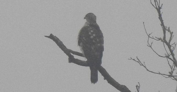 Oiseau indéterminé  - Florian Mayr