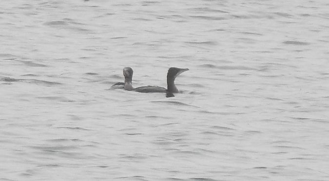 Cormoran pygmée  - Florian Mayr