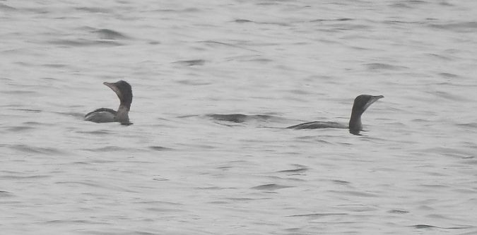 Cormoran pygmée  - Florian Mayr