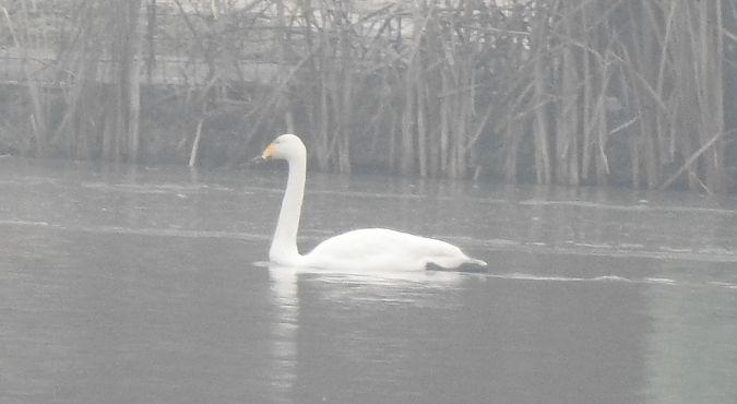 Cygne chanteur  - Florian Mayr
