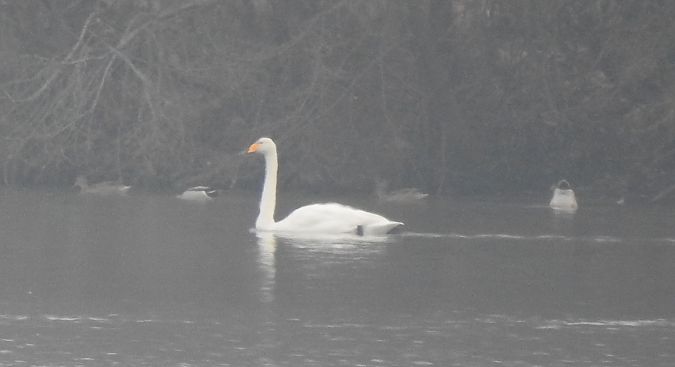 Cygne chanteur  - Florian Mayr