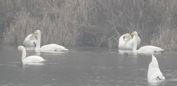 Cygne chanteur  - Florian Mayr