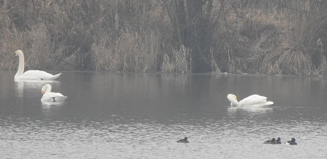 Cygne chanteur  - Florian Mayr