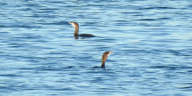 Cormoran pygmée  - Florian Mayr