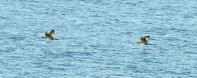 Cormoran pygmée  - Florian Mayr