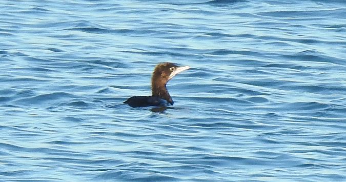 Cormoran pygmée  - Florian Mayr