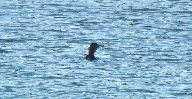 Cormoran pygmée  - Florian Mayr