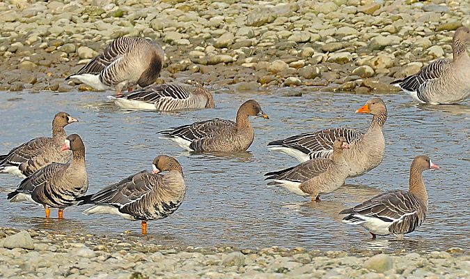 Oie de la toundra  - Gerald Puchberger