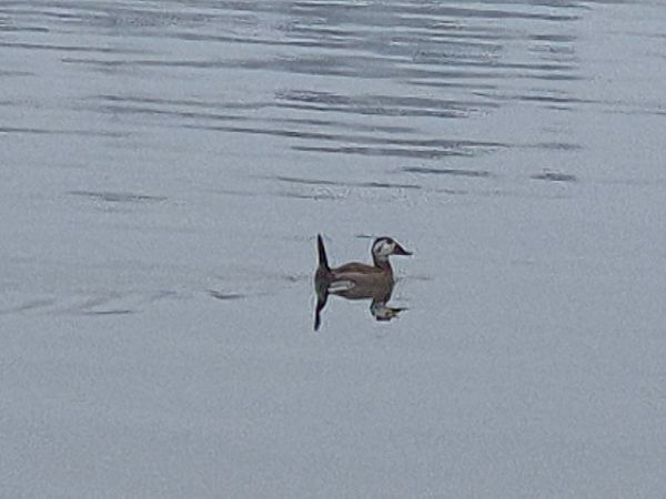 Erismature à tête blanche  - Wolfgang Wiesenberger