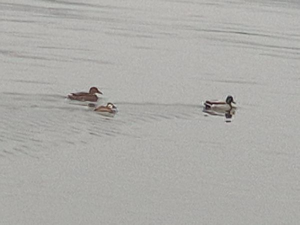 White-headed Duck  - Wolfgang Wiesenberger