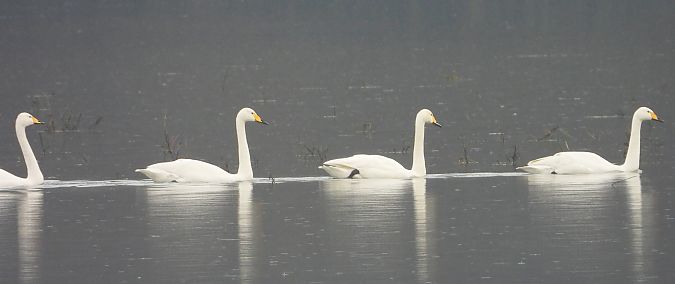 Cygne chanteur  - Hubert Blatterer